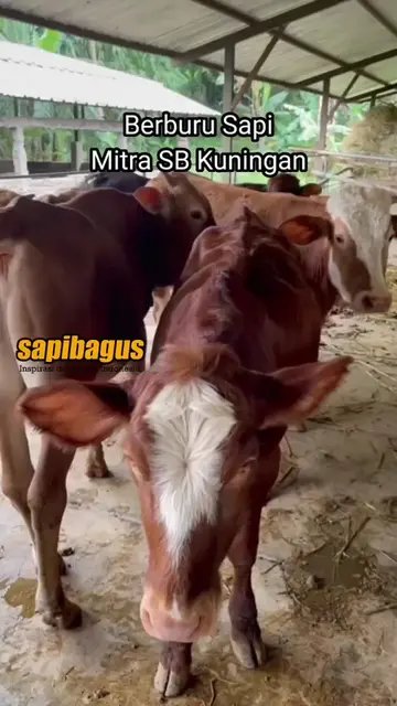 Berburu-Sapi